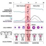 Cambios en los ciclos menstruales  de la mujer