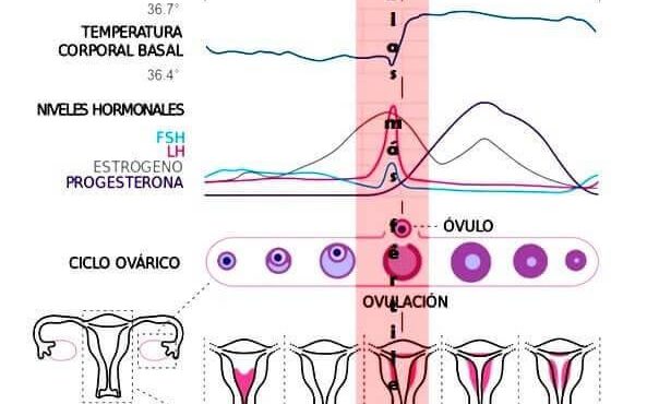 Cambios hormonales y ováricos en cada ciclo menstrual