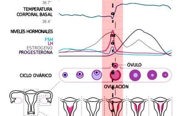 Fases del ciclo ovarico