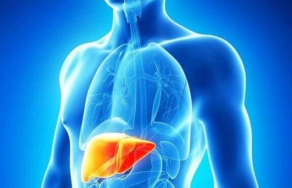 Con la hepatitis se afectan las importantes funciones fisiológicas que cumplimenta el hígado