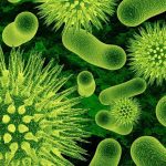 Microfotografía de bacterias resistentes a los antibióticos