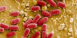 E. coli es parte de la flora normal de los intestinos de los humanos