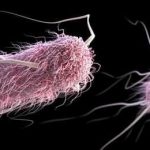 Microfotografía de E. coli