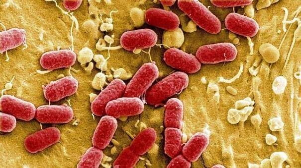 E. coli es parte de la flora normal de los intestinos de los humanos