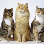 Los gatos son los huéspedes definitivos de toxoplasma gondii