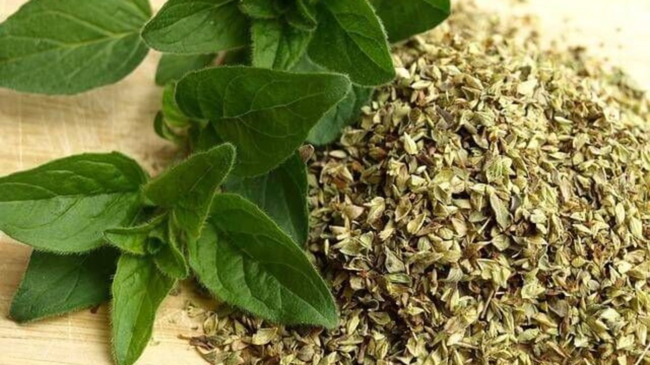 Oregano Propiedades Beneficios Y Caracteristicas