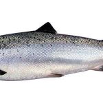 salmon pescado azul