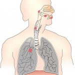 El aparato respiratorio se divide en porción superior e inferior