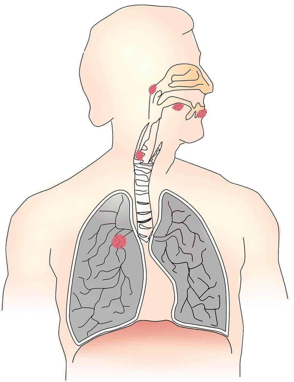Las funciones del aparato respiratorio están en correspondencia con su anatomía