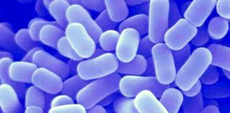 La presencia de Lactobacillus contribuye a evitar alteraciones de la salud humana