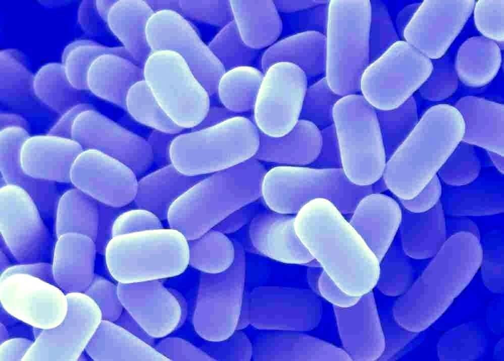 La presencia de Lactobacillus contribuye a evitar alteraciones de la salud humana