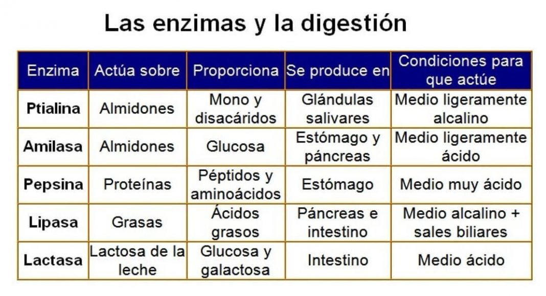 Las Enzimas, útiles Pero Peculiares