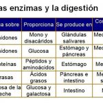 Las enzimas y la digestion
