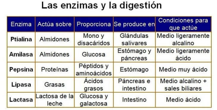 Las enzimas y la digestion