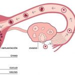 Recorrido desde la ovulación hasta la implantación