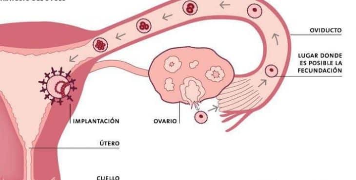 Trayectoria y localización del ovulo fertilizado hasta su implantación en el útero