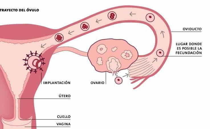 Trayectoria y localización del ovulo fertilizado hasta su implantación en el útero