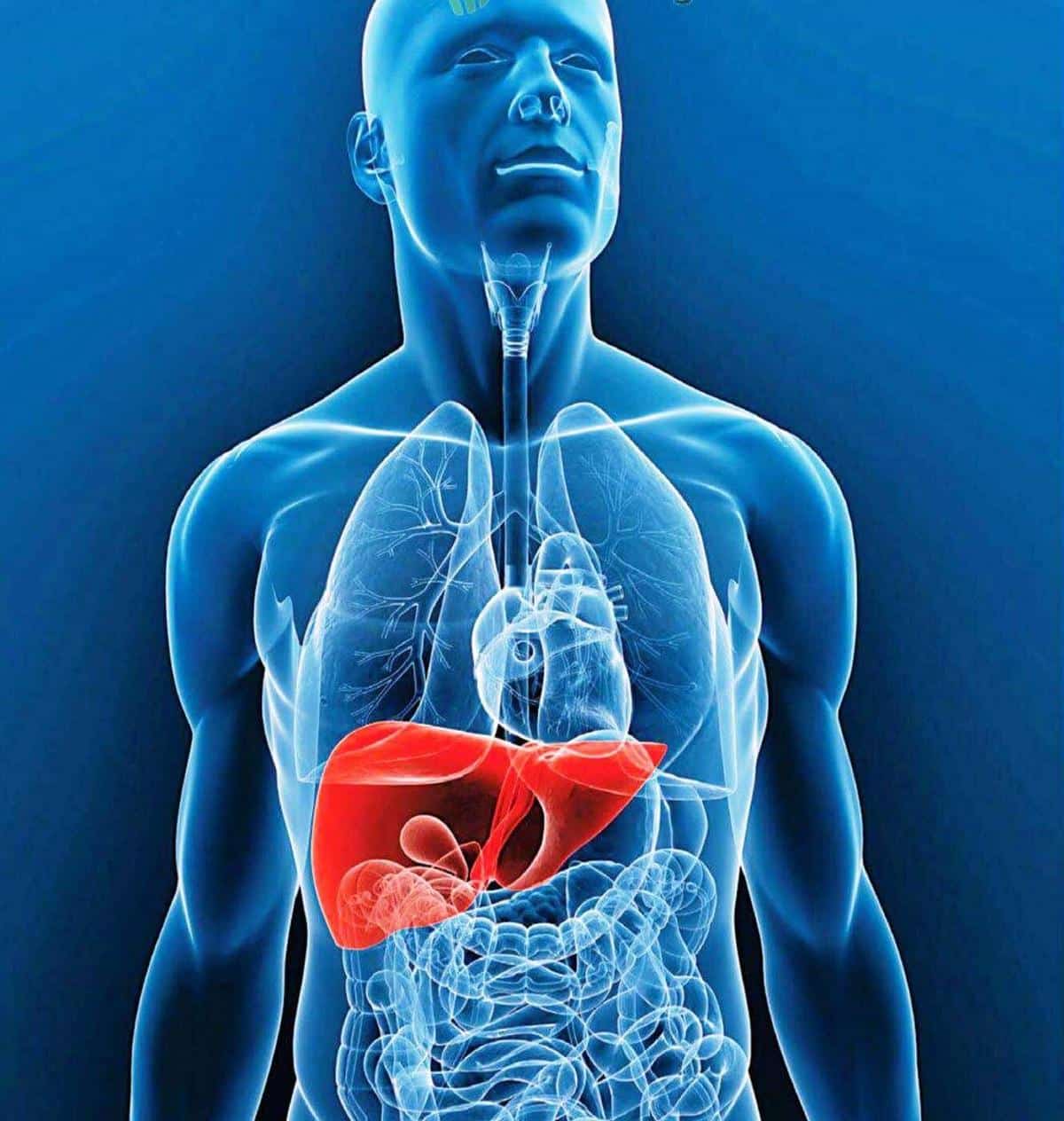 La bilirrubina se genera en el hígado