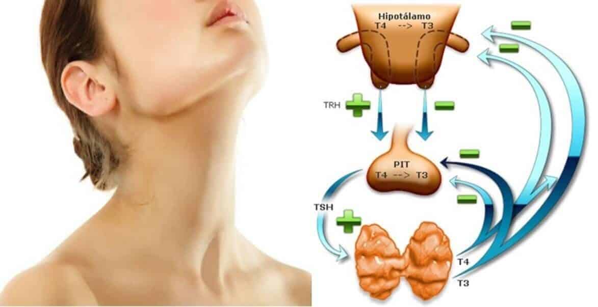 Eje hipotálamo-hipófisis-tiroides
