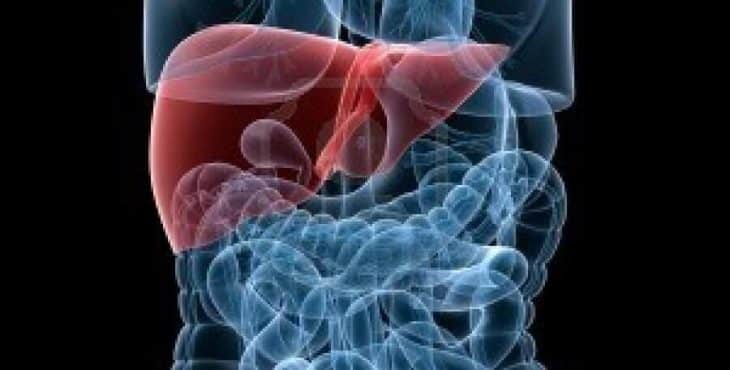 El hígado graso conlleva perdida de importantes funciones hepáticas