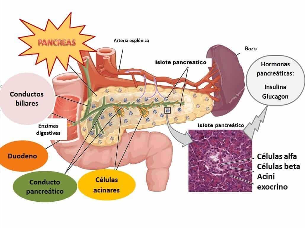 El páncreas es un órgano que cumple dos funciones la endocrina y la exocrina