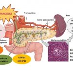 El páncreas tiene funciones endocrinas y exocrinas