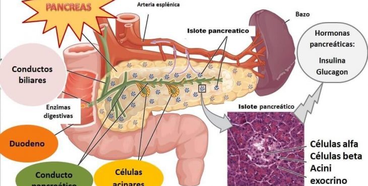 El páncreas posee células específicas para sus funciones endocrinas y exocrinas