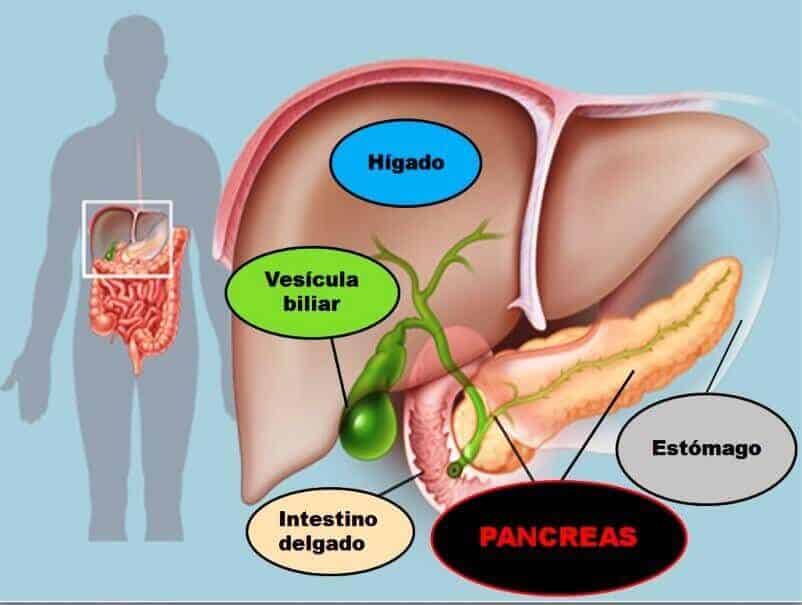 El páncreas: dos funciones en un solo órgano