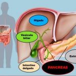 Pancreas dos organos en uno