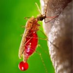 Algunas fiebres hemorrágicas pueden ser causadas por mosquitos