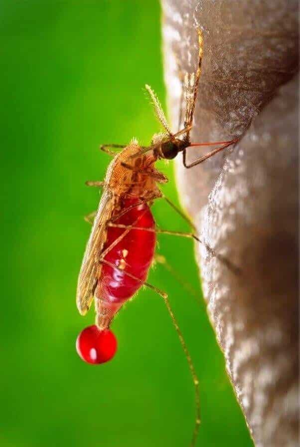 Algunos mosquitos transmiten la fiebre amarilla y el dengue