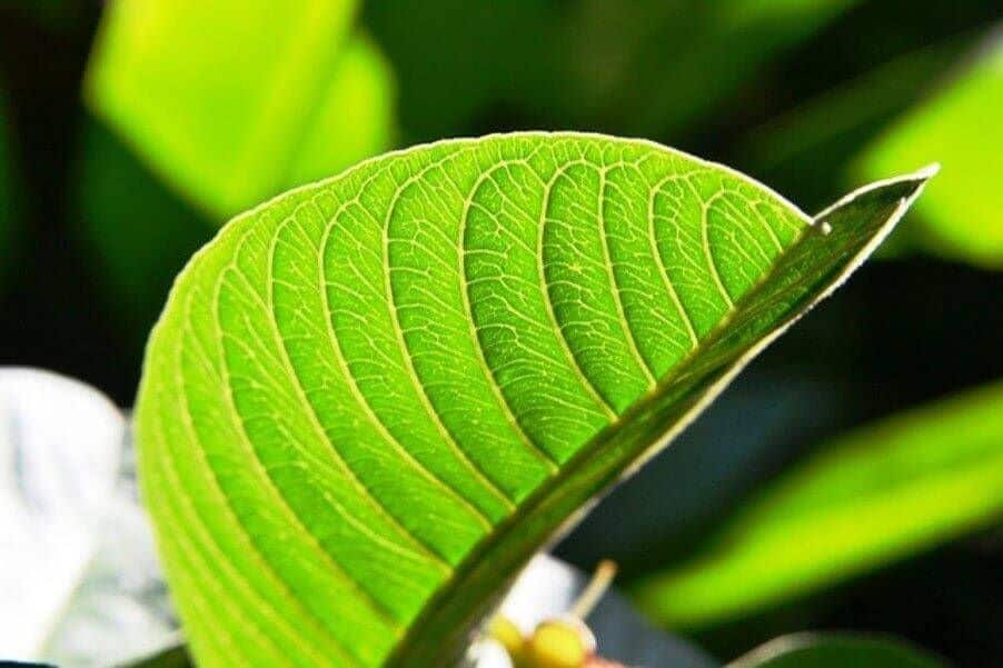 Las hojas de guayaba se han usado ancestralmente en la cura o alivio de múltiples enfermedades que afectan a los seres humanos
