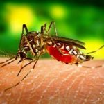 Mosquito trasmisor del dengue