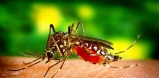Los seres humanos infectados son los principales portadores y multiplicadores del virus, sirviendo como fuente de virus para los mosquitos no infectados.