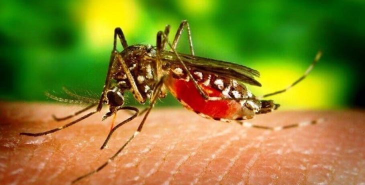 Los seres humanos infectados son los principales portadores y multiplicadores del virus, sirviendo como fuente de virus para los mosquitos no infectados.