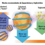 Niveles recomendados de lipoproteínas y triglicéridos