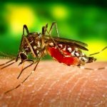 mosquito trasmisor de Chikungunya