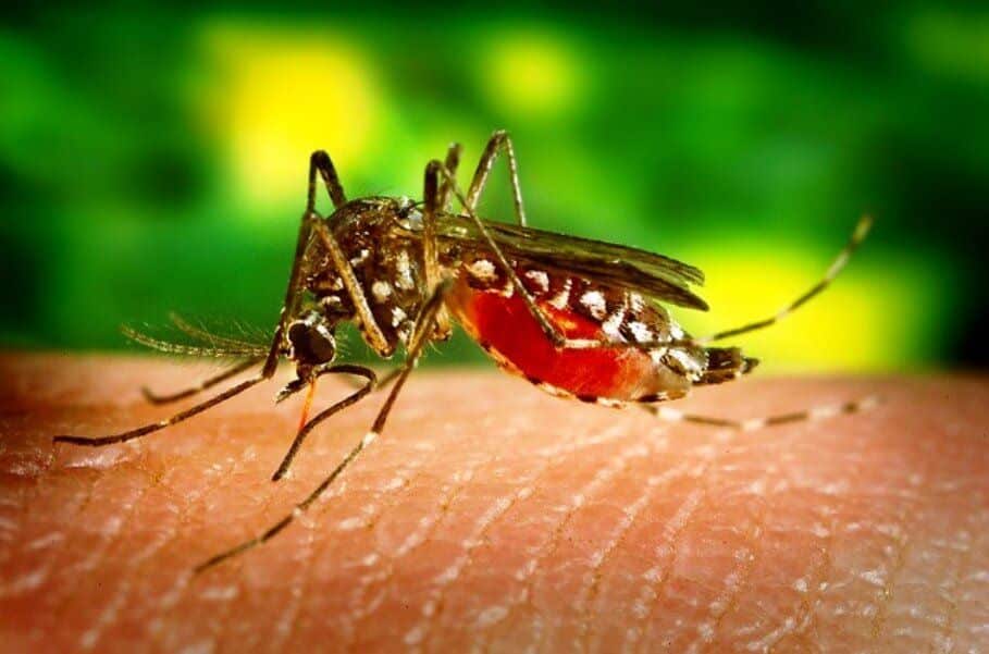 La enfermedad de Chikungunya esta ocasionada por un virus que se disemina a través de la picadura de mosquitos produciendo fiebre y dolor de las articulaciones
