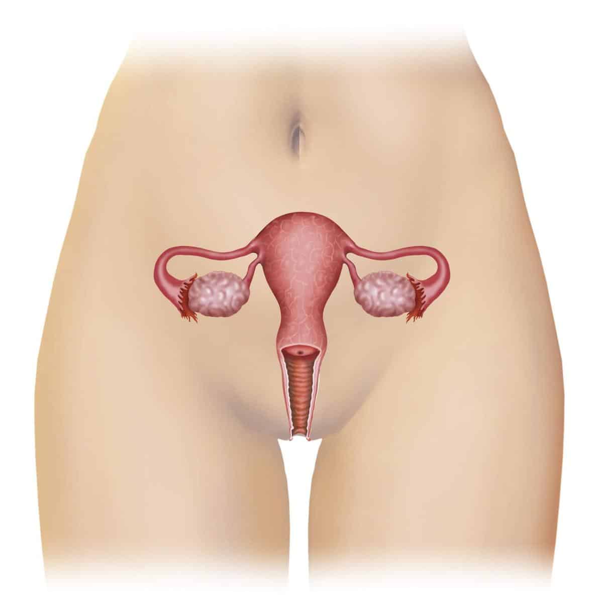 Las infecciones vaginales: tricomoniasis