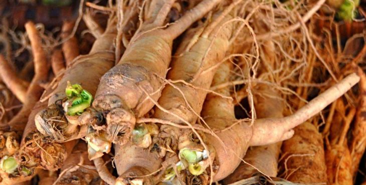 Beneficios del ginseng