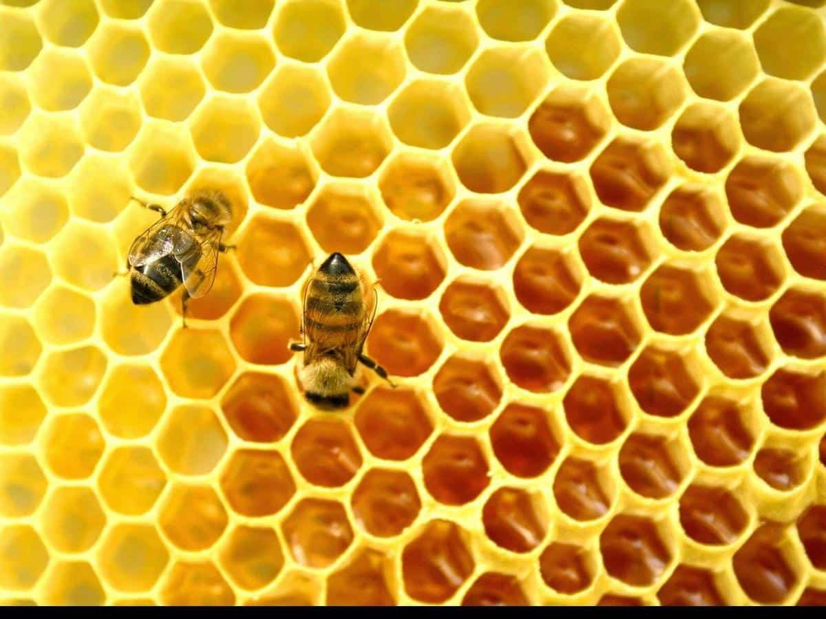 ¿Mejorar la salud con las abejas? Conoce más sobre la  apiterapia