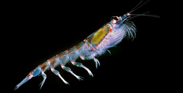 beneficios del krill