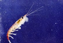 El aceite de krill, el llamado camarón antártico, tiene ácidos grasos del tipo de los omega 3 y astaxantina