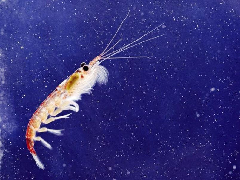El aceite de krill, el llamado camarón antártico, tiene ácidos grasos del tipo de los omega 3 y astaxantina