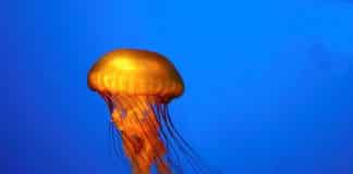 picaduras de medusas