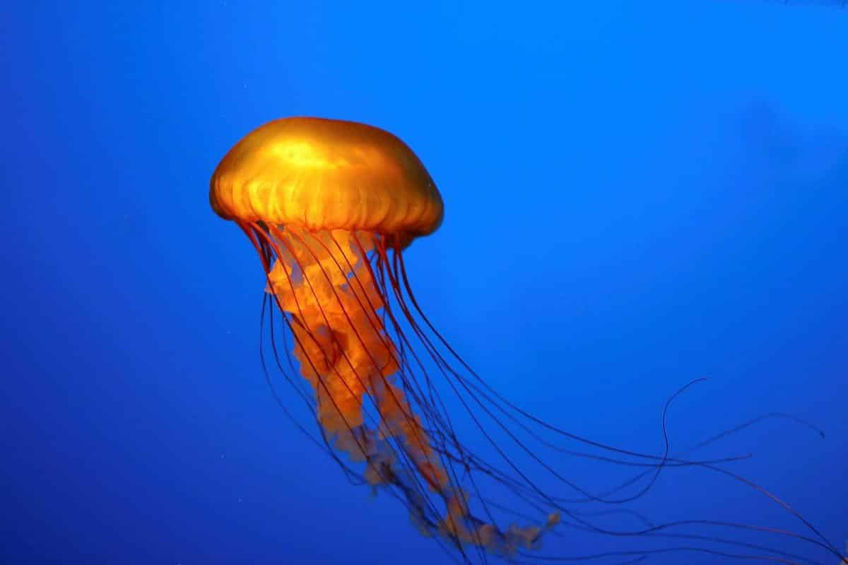 Picaduras de medusa, un clásico de cada verano