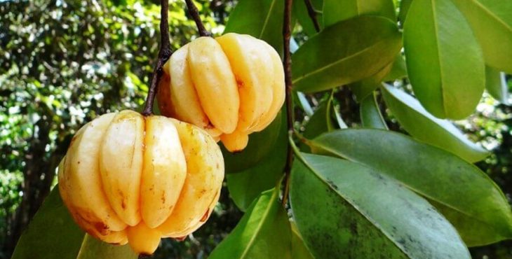 La cáscara de la fruta Garcinia Cambogia es usada para bajar de peso, tratar trastornos gastrointestinales, reumatismo y parásitos intestinales.