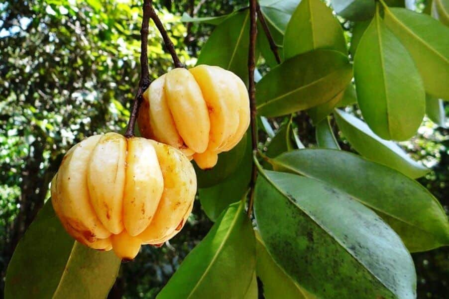 La cáscara de la fruta Garcinia Cambogia es usada para bajar de peso, tratar trastornos gastrointestinales, reumatismo y parásitos intestinales.