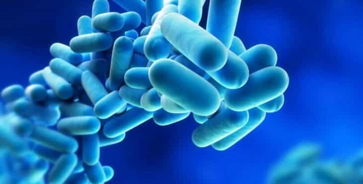 Un tipo de bacterias llamado Legionella causa la enfermedad de los legionarios 
