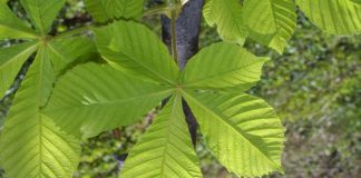 hojas castaño de indias